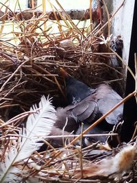 High angle view of bird in nest