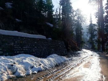 Snow covered land and trees in forest