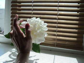 Midsection of woman hand by white flower on window