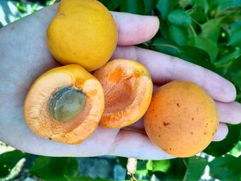 Close-up of oranges