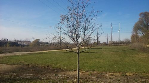 Bare tree on field against clear sky