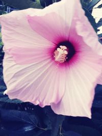 Close-up of flower blooming outdoors