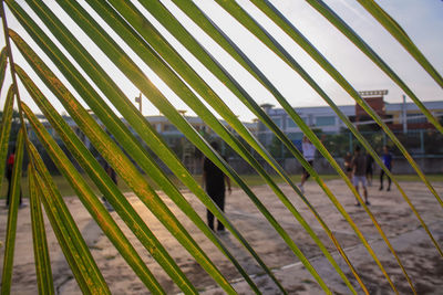 Close-up of palm trees against sky