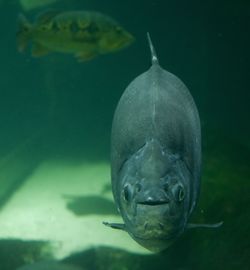 Close-up of fish swimming in aquarium