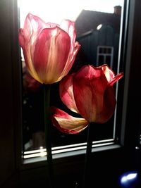 Close-up of red orchid