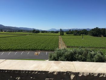 Scenic view of agricultural field against clear sky