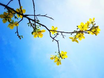 Low angle view of tree against blue sky