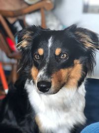 Close-up portrait of dog