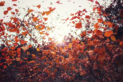 Close-up of autumn leaves against sky