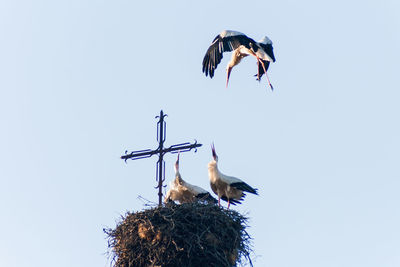 Low angle view of bird flying against clear sky