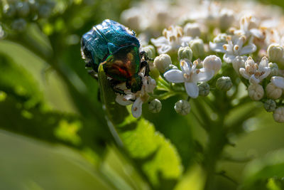 Close-up of insect beetle on flower