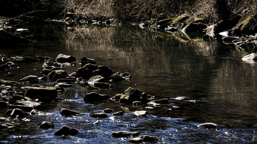 View of birds in lake