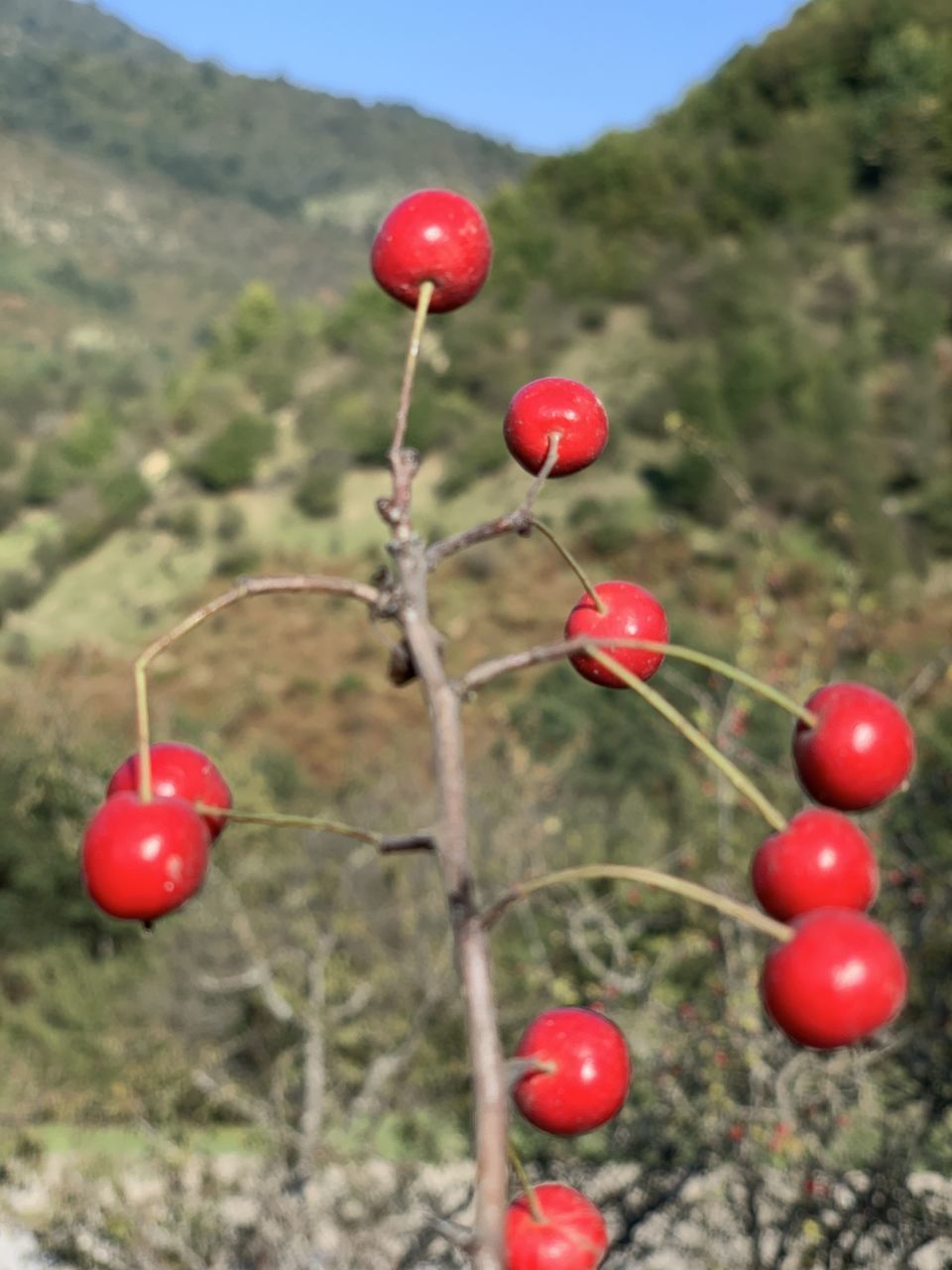 RED BERRIES GROWING ON PLANT