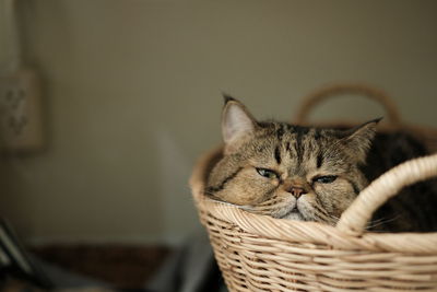 Close-up portrait of a cat