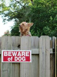 Yorkshire terrier on wooden fence with text