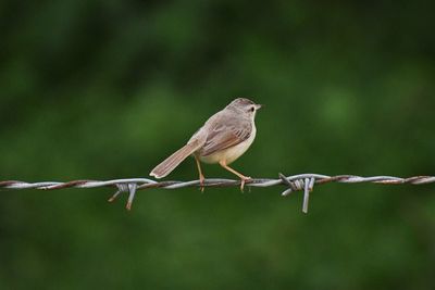 Bird perching on a fence