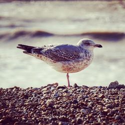 Close-up of bird eating
