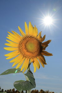 Close-up of sunflower against sky