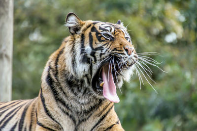 Close-up of a tiger