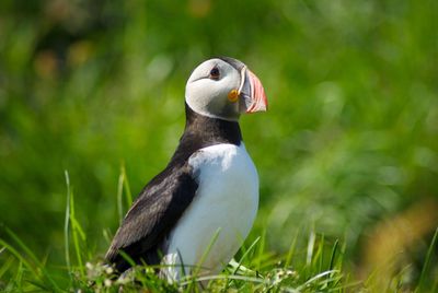 Close-up of bird perching on grass