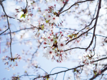 Low angle view of cherry blossom