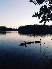 Reflection of trees in lake