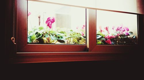 Potted plant by window at home