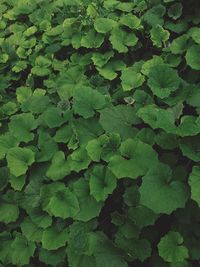 Full frame shot of fresh green leaves