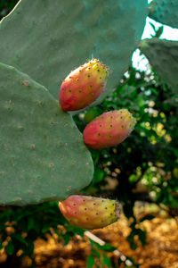 Close-up of prickly pear cactus