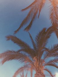 Low angle view of palm tree against blue sky