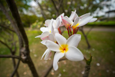 Close-up of white flowers blooming outdoors