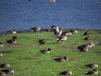 High angle view of birds on lake shore