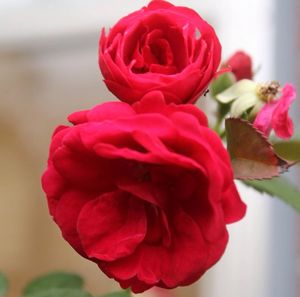 Close-up of pink rose