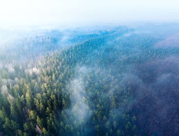 High angle view of trees in forest against sky