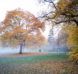 Trees on field during autumn