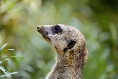 Close-up of an animal looking away