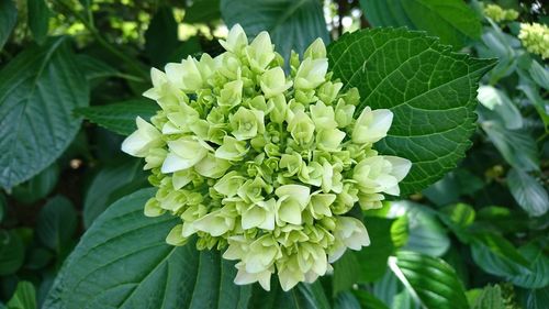 Close-up of flowers blooming outdoors