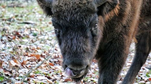 Close-up of horse