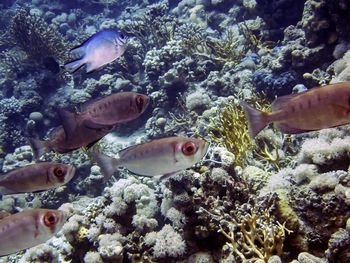 Fish swimming in sea