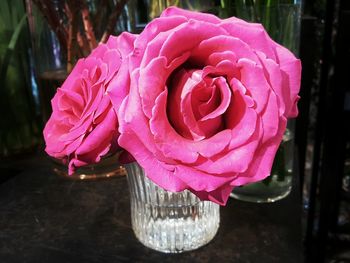 Close-up of pink rose