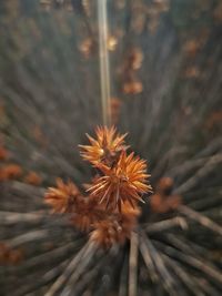 Close-up of pine tree