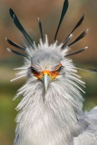 Close-up portrait of eagle