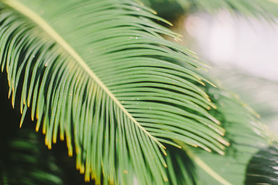 Close-up of palm leaf