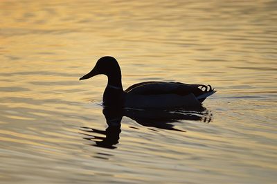 Reflection of trees in water