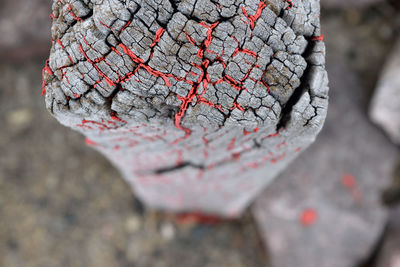 Close-up of damaged leaf