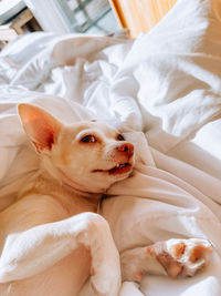 pet