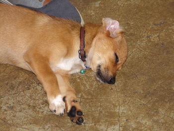 High angle view of dog relaxing on floor