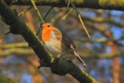 Close-up of bird perching on tree