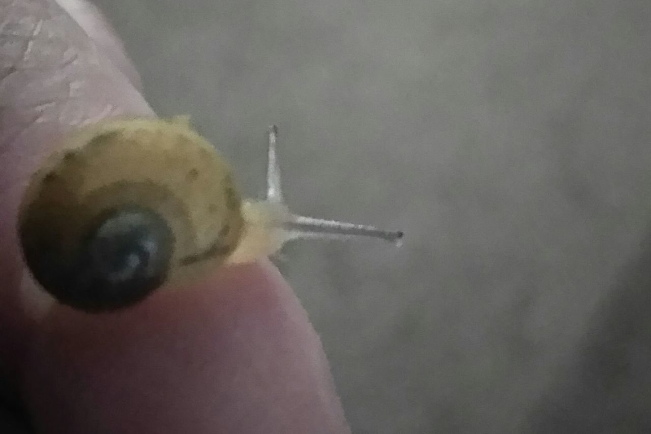 CLOSE-UP OF A HAND HOLDING LIZARD