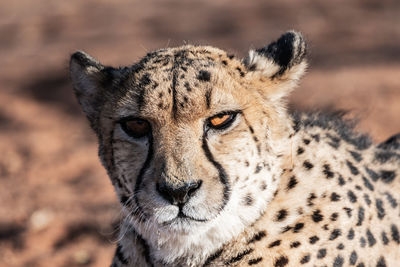 The cheetah in namibia